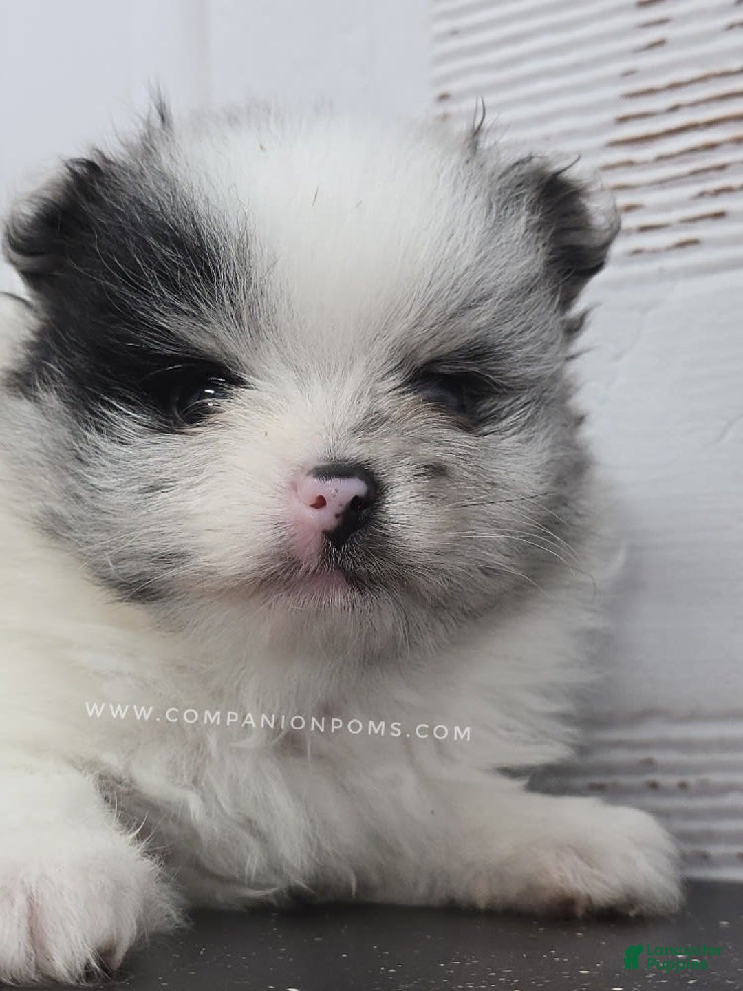 Pomeranian dogs for sale: Blue Eye - Blue Merle - Extreme Parti - Listing for pets: Blue Eye - Blue Merle - Extreme Parti - Image 8