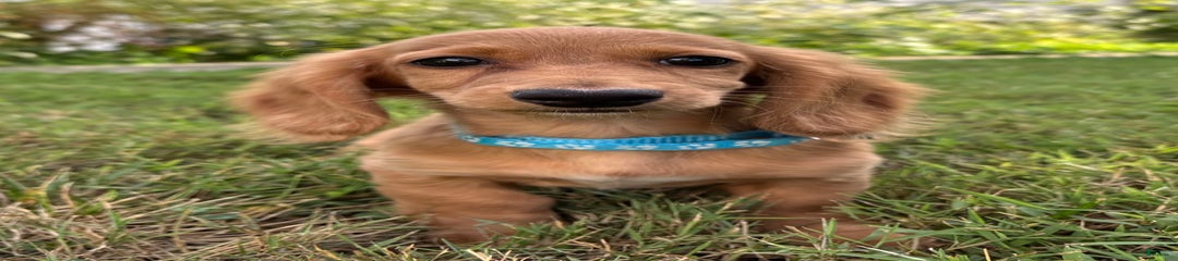 Beans