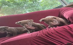 American Bully dogs for sale: Moe - Image 6