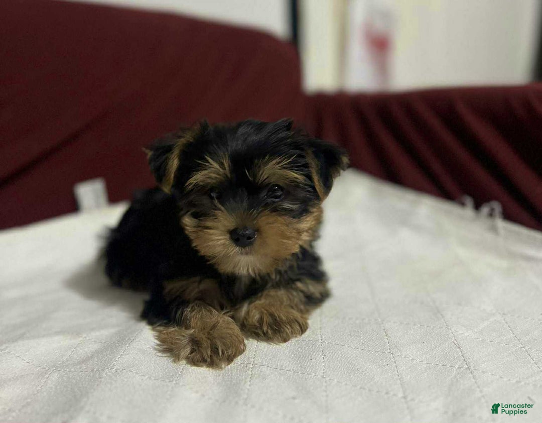 Yorkshire Terrier dogs for sale: Teddy - Image 2