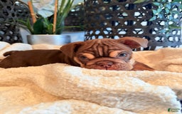 English Bulldog dogs for sale: Peaches - Image 7