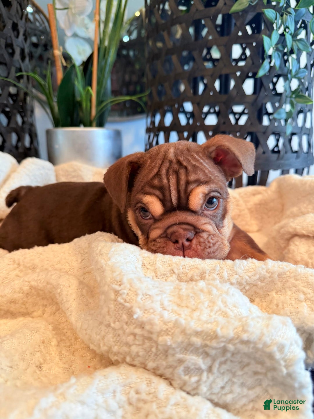 English Bulldog dogs for sale: Peaches - Image 7