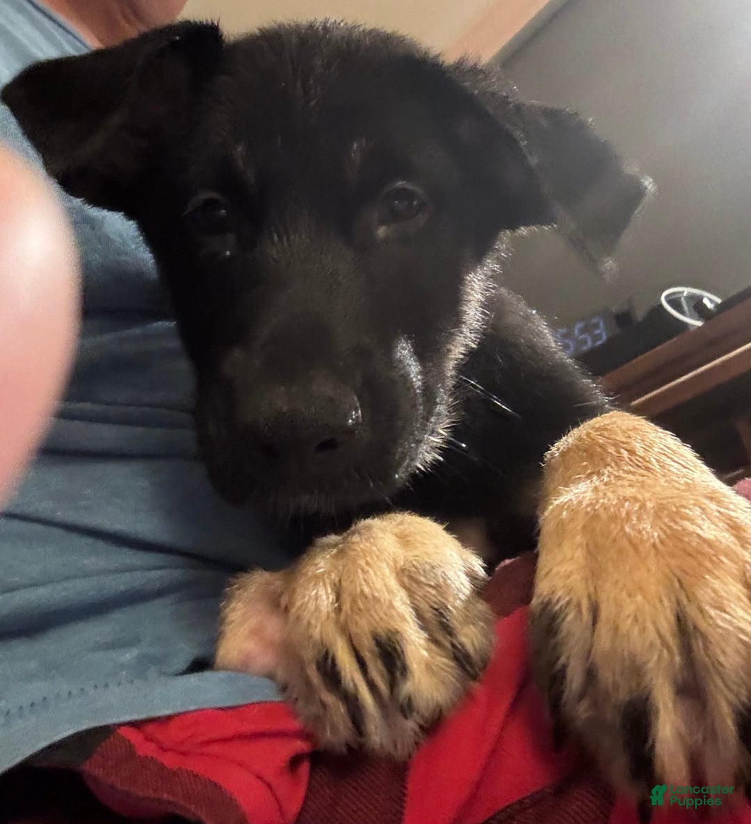 Belgian Malinois dogs for sale: Britta - Image 3