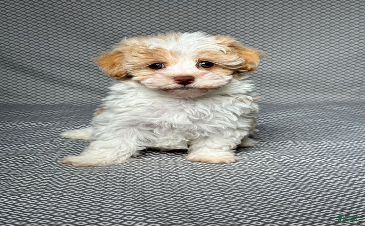 Havapoo dogs for sale - Ad 1