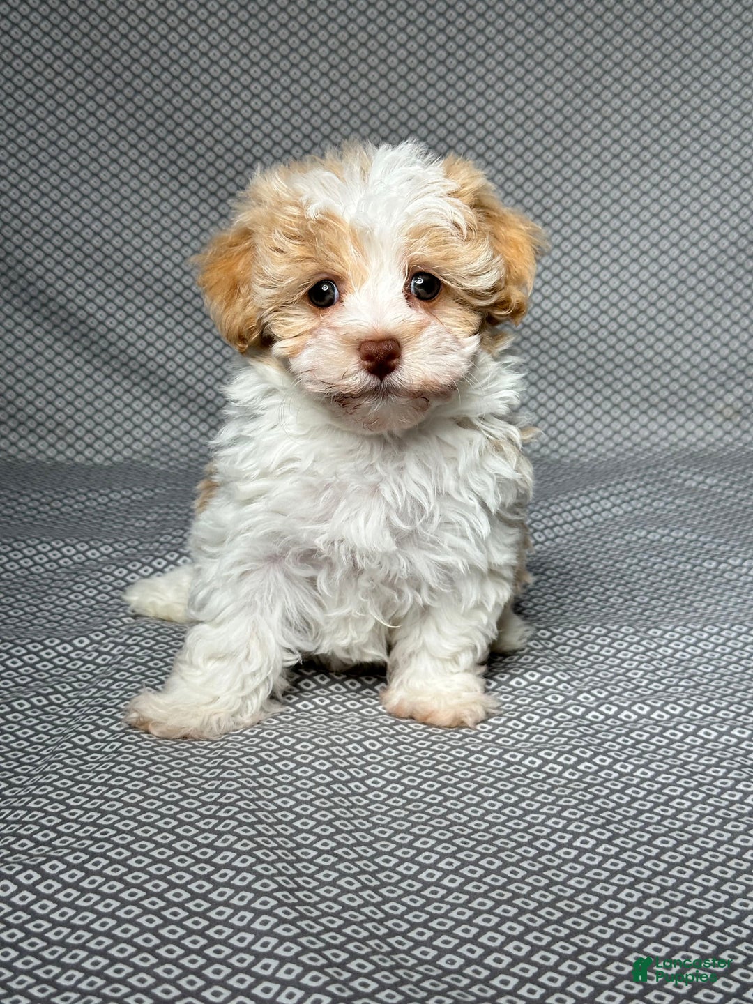 Havapoo dogs for sale: Molly - Image 1