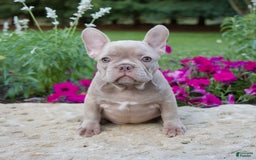 French Bulldog dogs for sale: Ellie - Image 9
