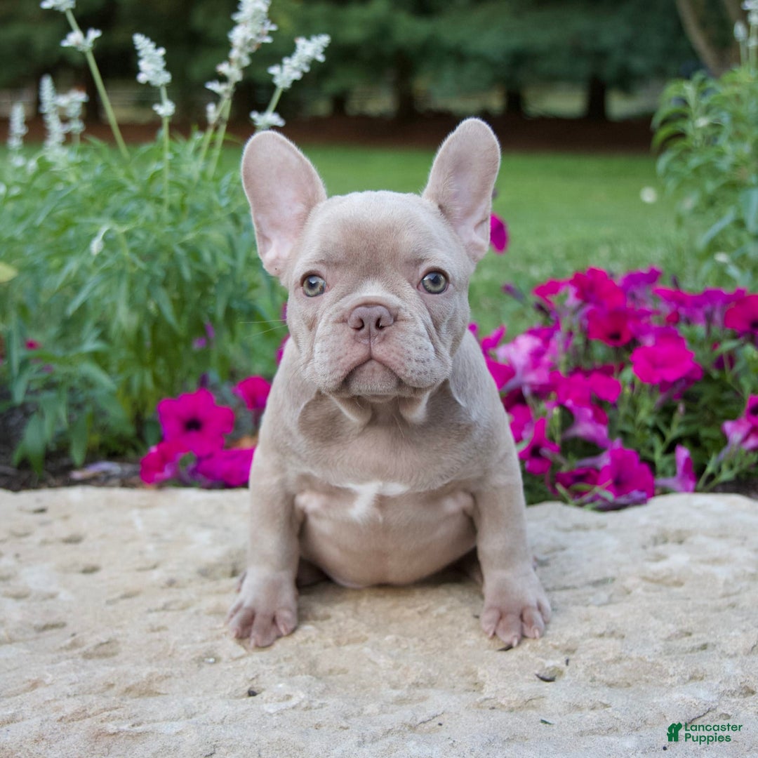 French Bulldog dogs for sale: Ellie - Image 9