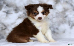  dogs for sale: Biscuit - Image 9