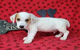 Jack Russell Terrier dogs for sale: Jagger Rough Coat Male - Image 10