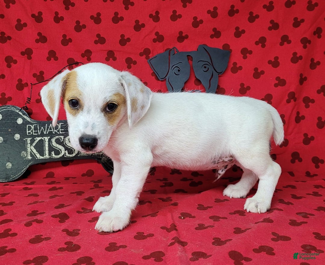 Jack Russell Terrier dogs for sale: Jagger Rough Coat Male - Image 10