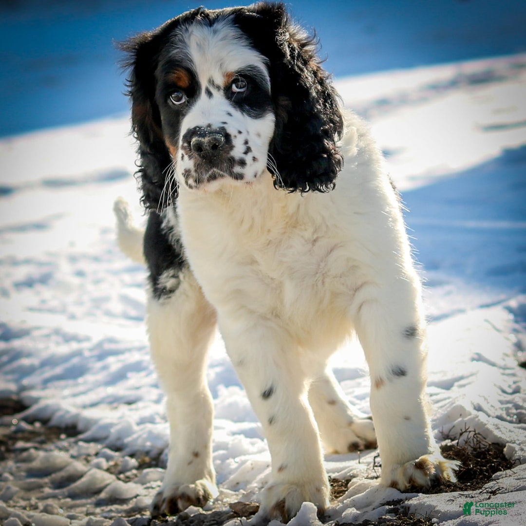 Saint Berdoodles dogs for sale: Buddy - Image 4