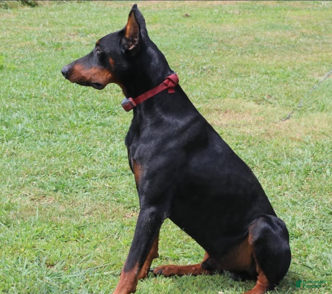 Doberman Pinscher dogs for sale: Limey Liam - Image 3