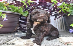 Cockapoo dogs for sale: Tootsie Roll - Image 2