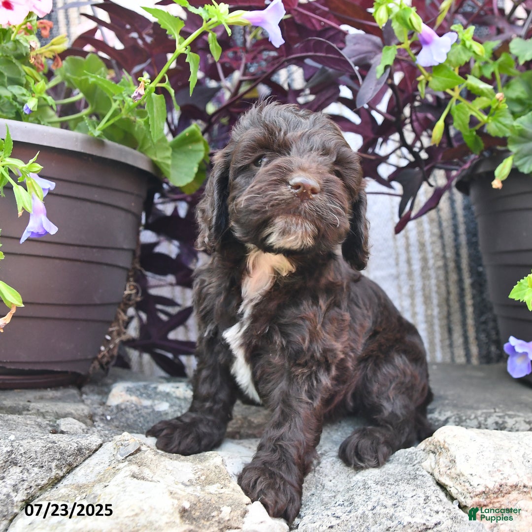 Cockapoo dogs for sale: Tootsie Roll - Image 2