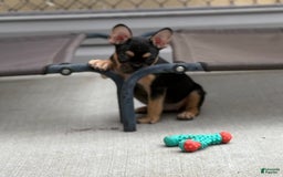 French Bulldog dogs for sale: Gretchen - Image 2