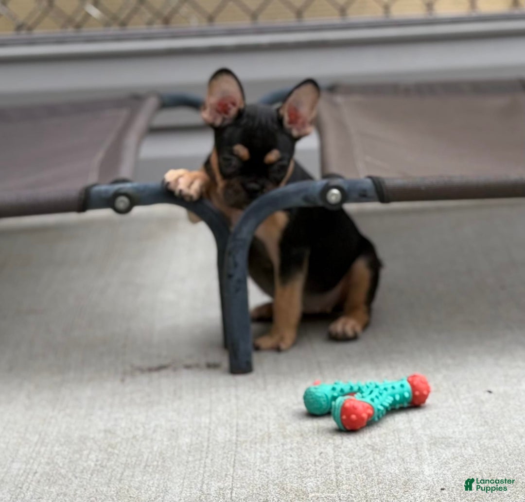 French Bulldog dogs for sale: Gretchen - Image 2