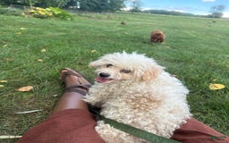 Toy Poodle dogs for sale: Benji - Image 6