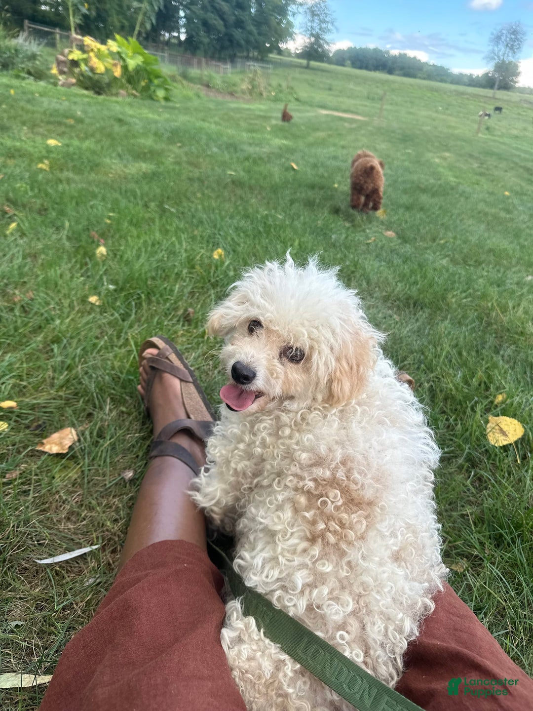 Toy Poodle dogs for sale: Benji - Image 6