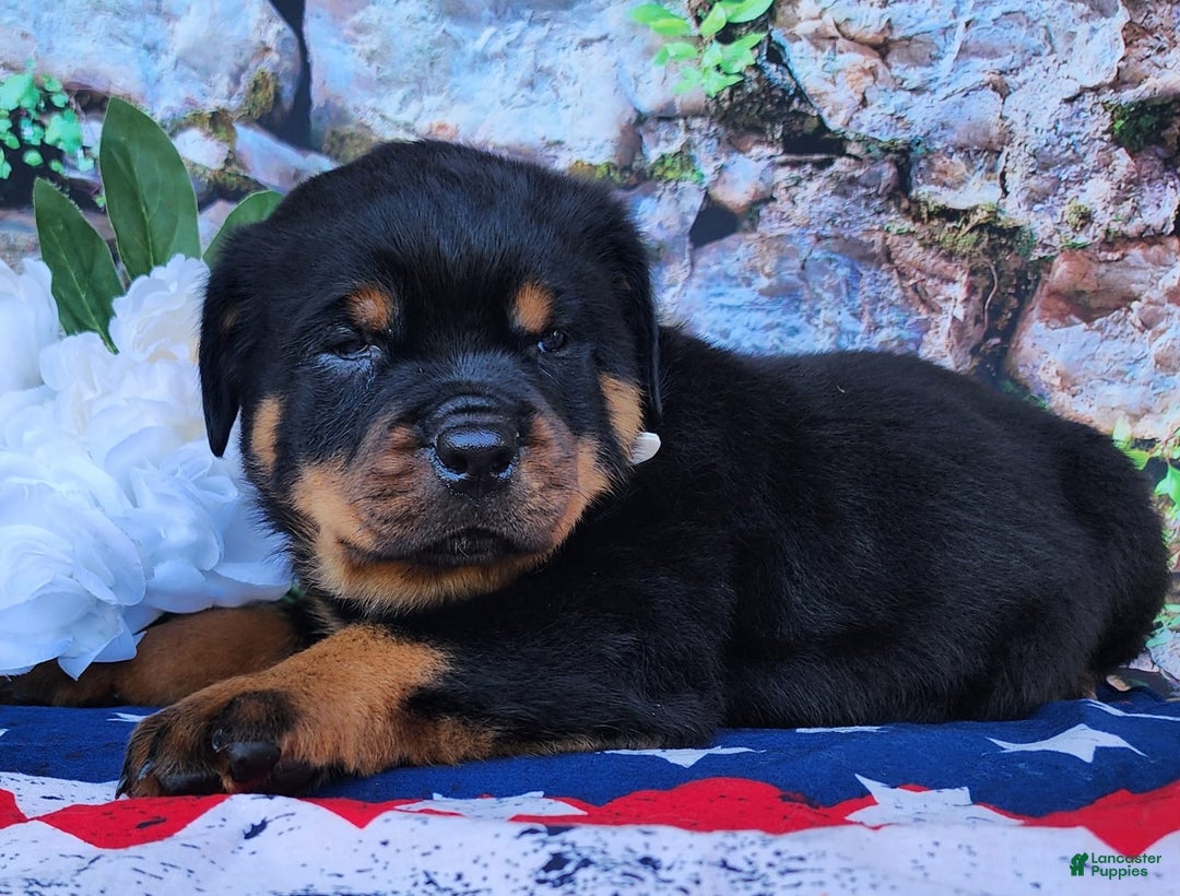 Rottweiler dogs for sale: Rottweiler 3 puppies - Image 9