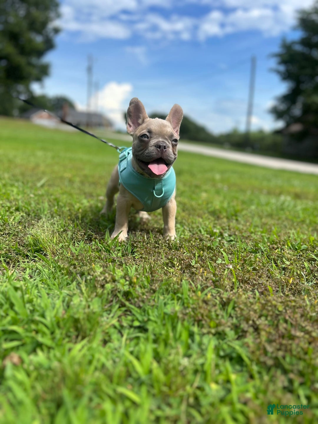 French Bulldog dogs for sale: Pretty Boy - Image 3