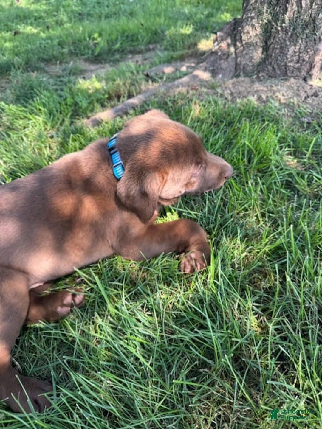 Labrador Retriever dogs for sale: Bella - Image 2