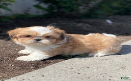 Shih Tzu dogs for sale: Sam - Image 3
