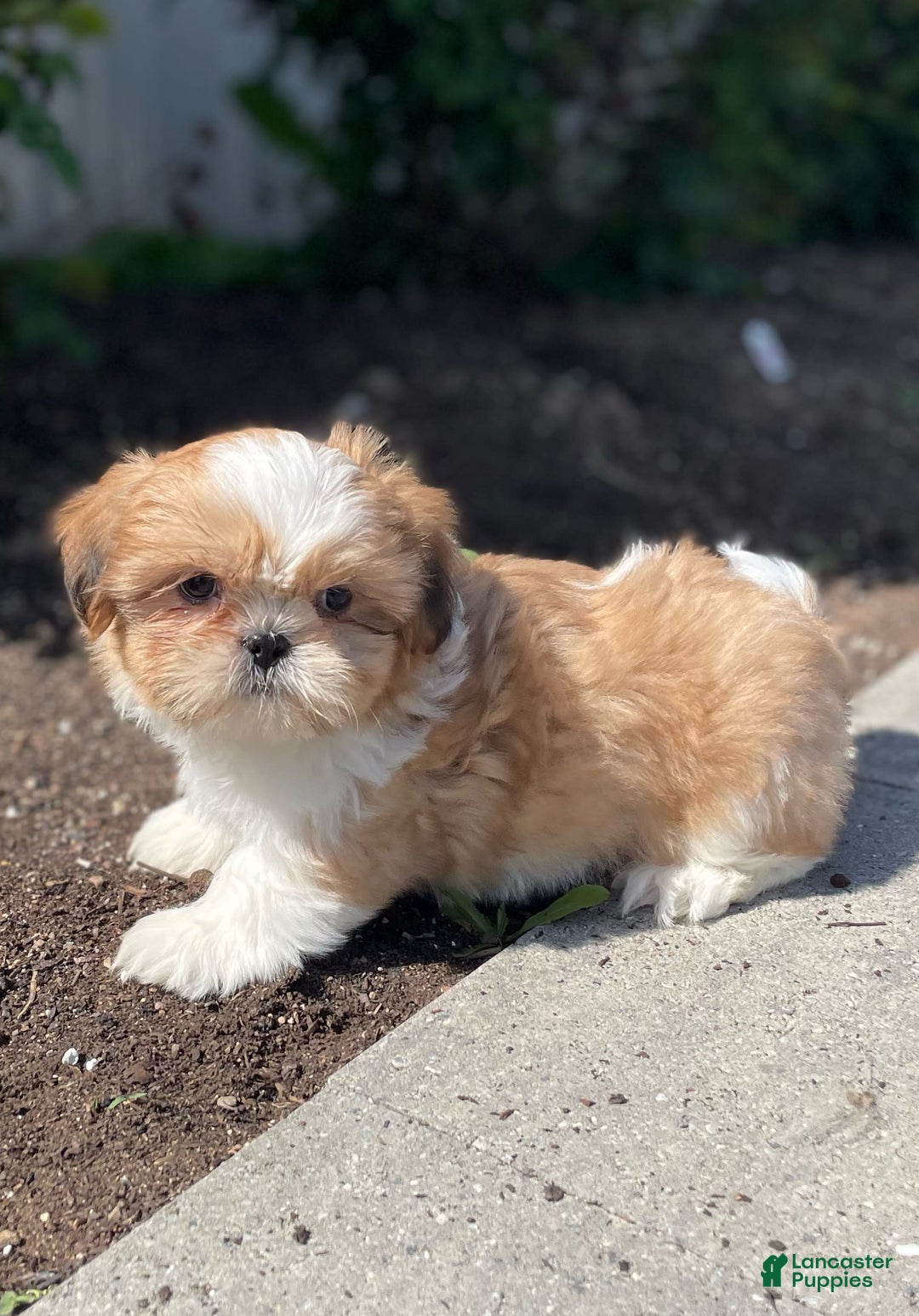 Shih Tzu dogs for sale: Sam - Image 3