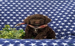 Cockapoo dogs for sale: Maverick - Image 1