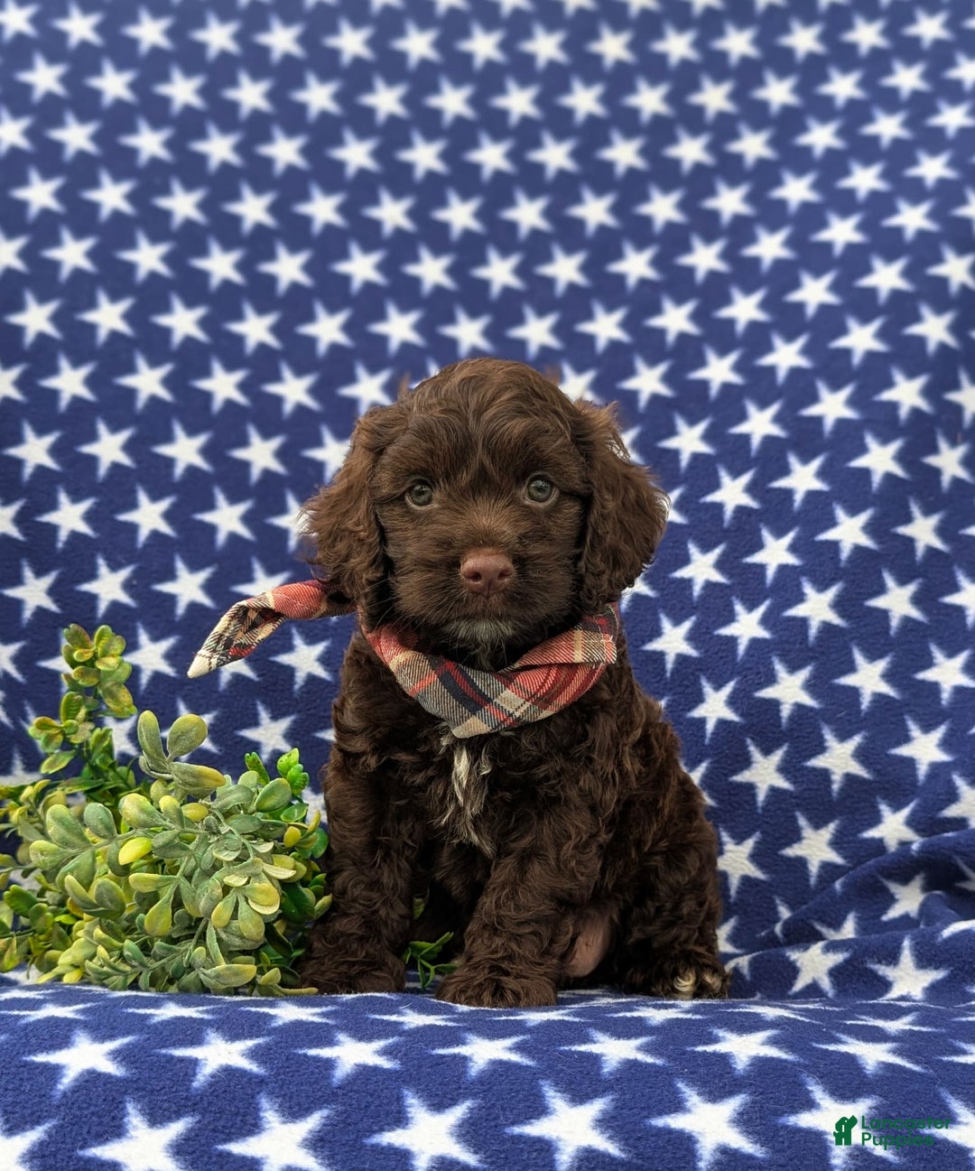 Cockapoo dogs for sale: Maverick - Image 1