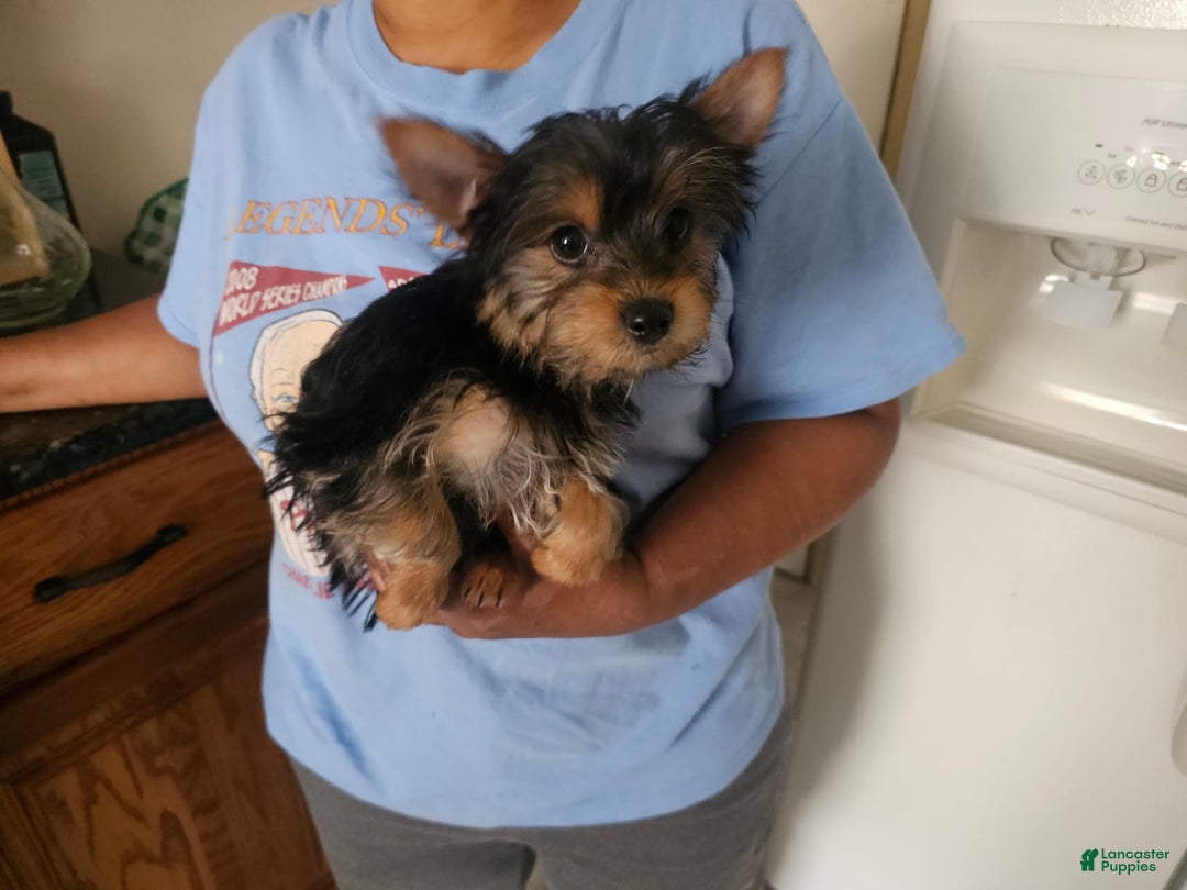 Yorkshire Terrier dogs for sale: Milo - Image 3