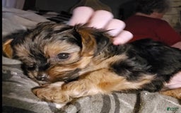 Yorkshire Terrier dogs for sale: Biggie Smalls - Image 7