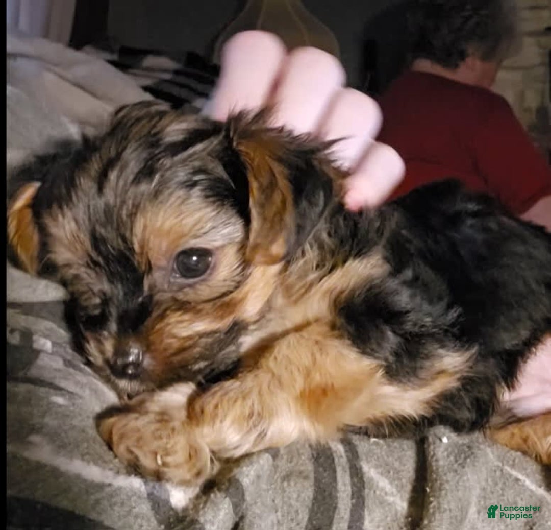 Yorkshire Terrier dogs for sale: Biggie Smalls - Image 7