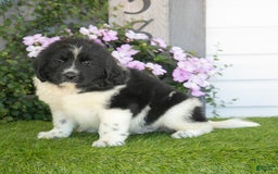 Newfoundland dogs for sale: Toby - Image 4