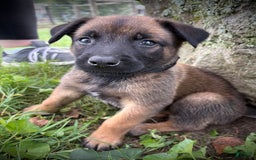 Belgian Malinois dogs for sale: Oliver - Image 3