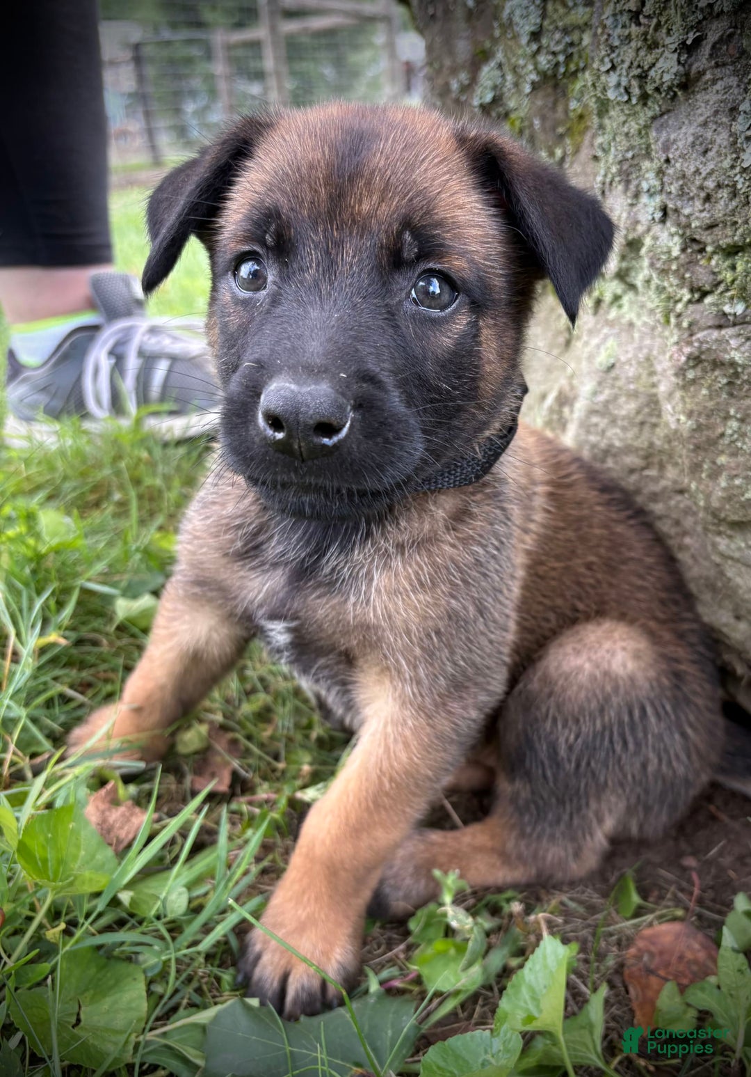 Belgian Malinois dogs for sale: Oliver - Image 3