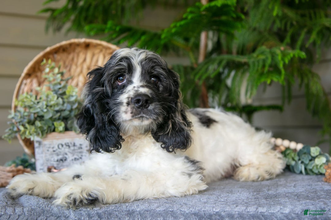 Cocker Spaniel dogs for sale: Jimbo - Image 3