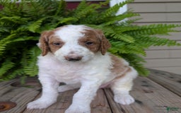 Goldendoodle dogs for sale: Willow - Image 14