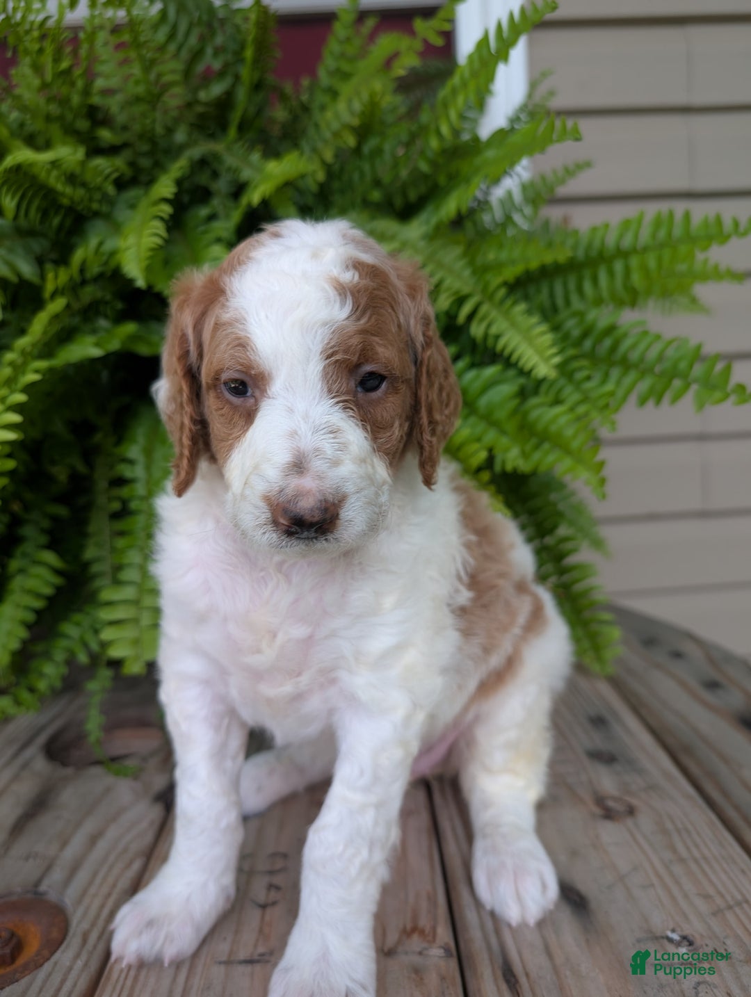 Goldendoodle dogs for sale: Willow - Image 14