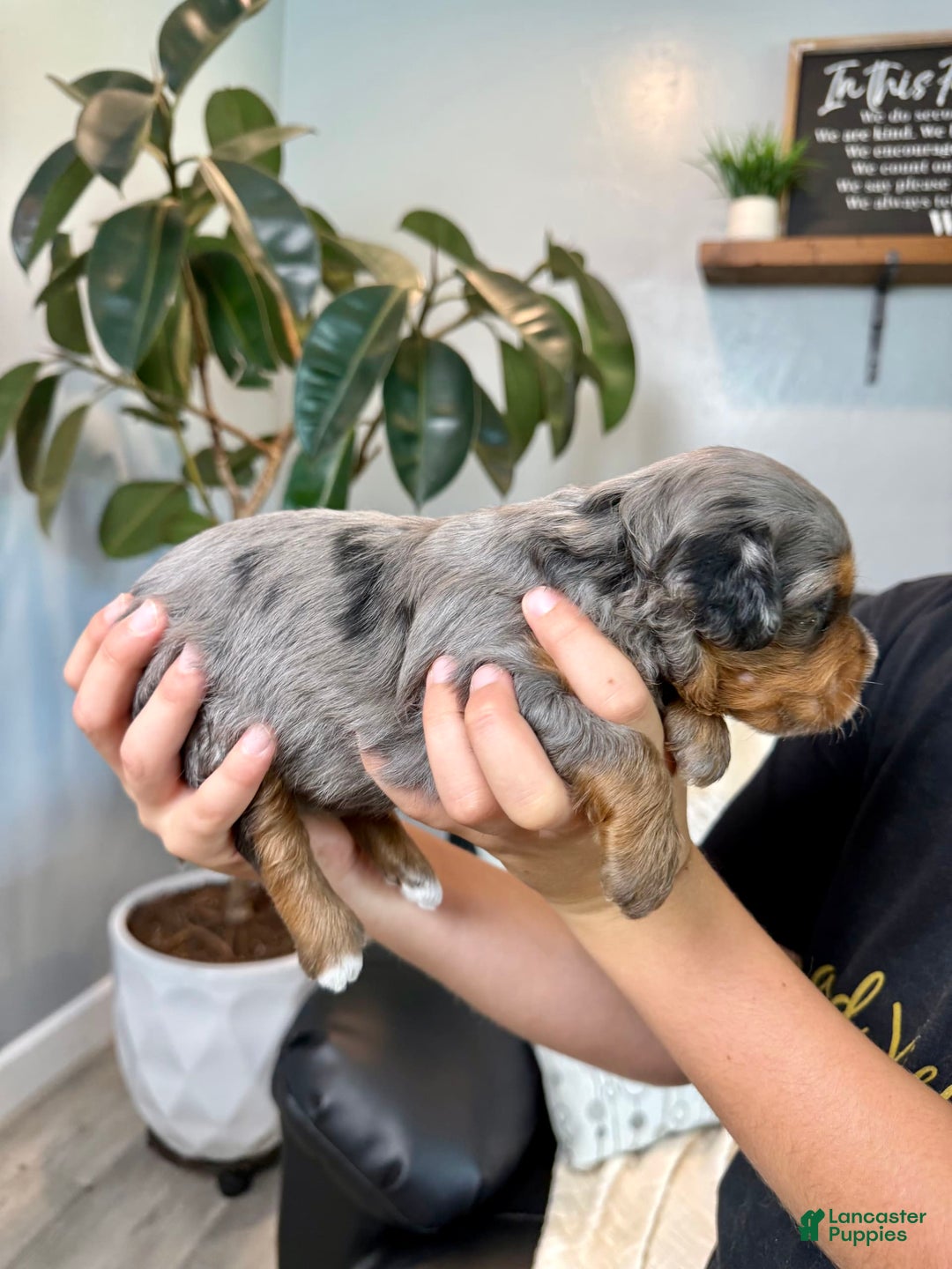 Mini Goldendoodle dogs for sale: Riley - Image 4