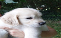 Golden Retriever dogs for sale: Peter - Image 4