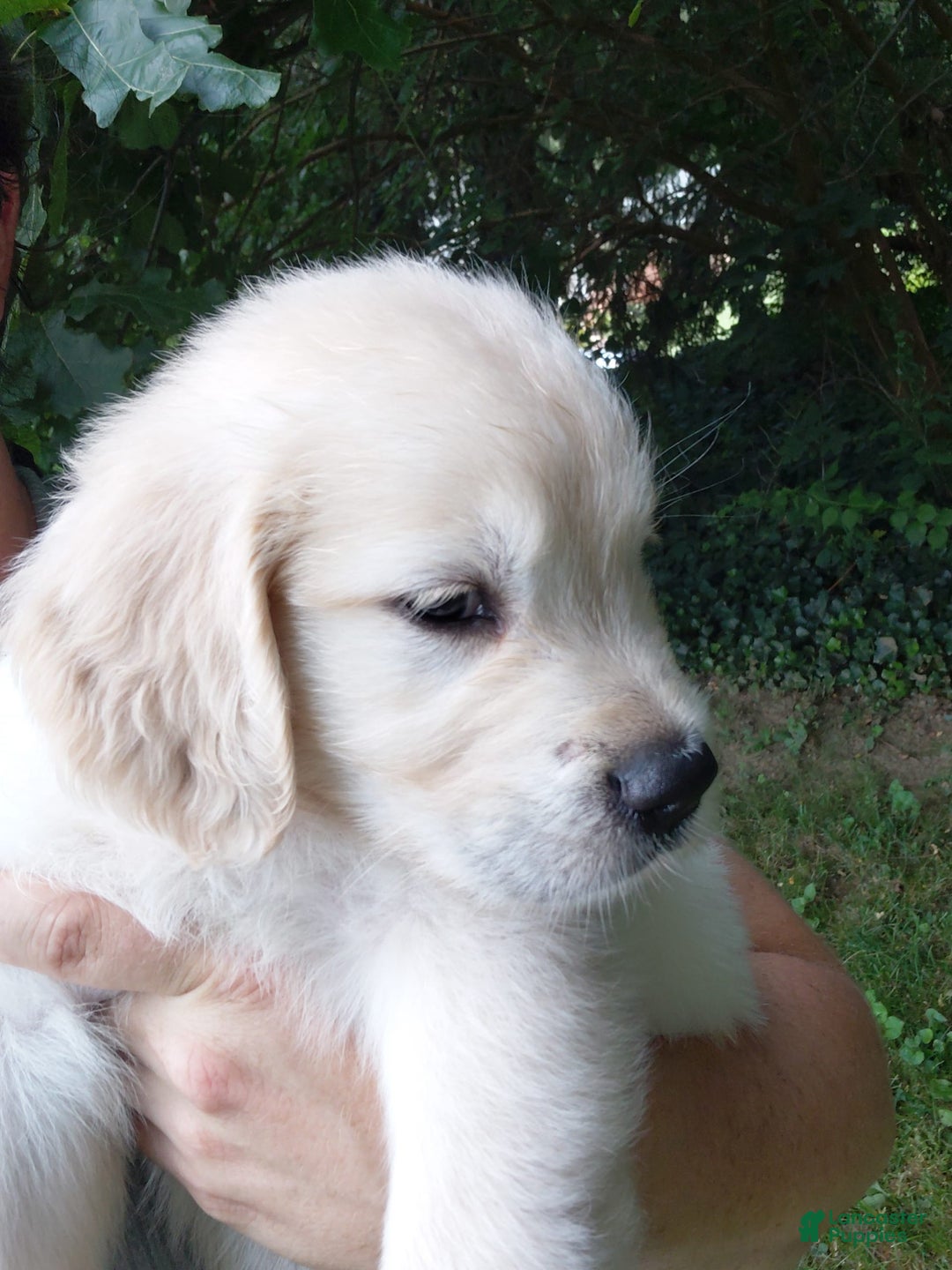 Golden Retriever dogs for sale: Peter - Image 4