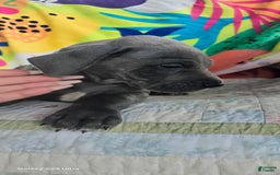 Great Dane dogs for sale: Sky - Image 27