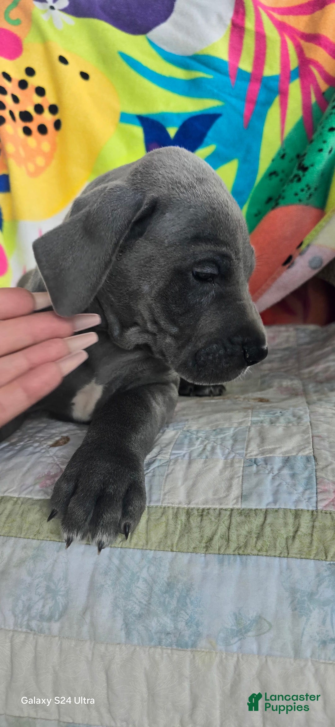 Great Dane dogs for sale: Sky - Image 27