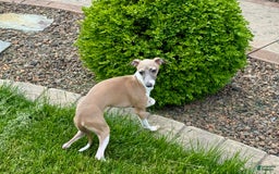Italian Greyhound dogs for sale: Gerald - Image 13