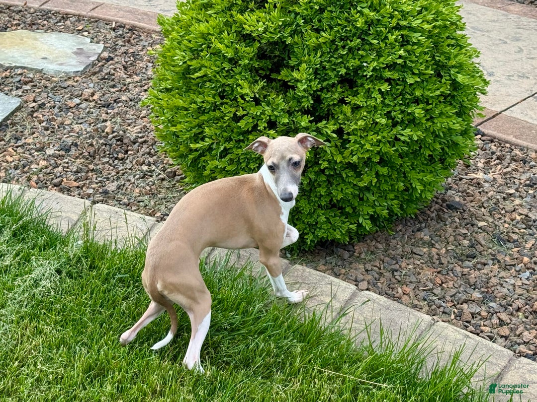 Italian Greyhound dogs for sale: Gerald - Image 13