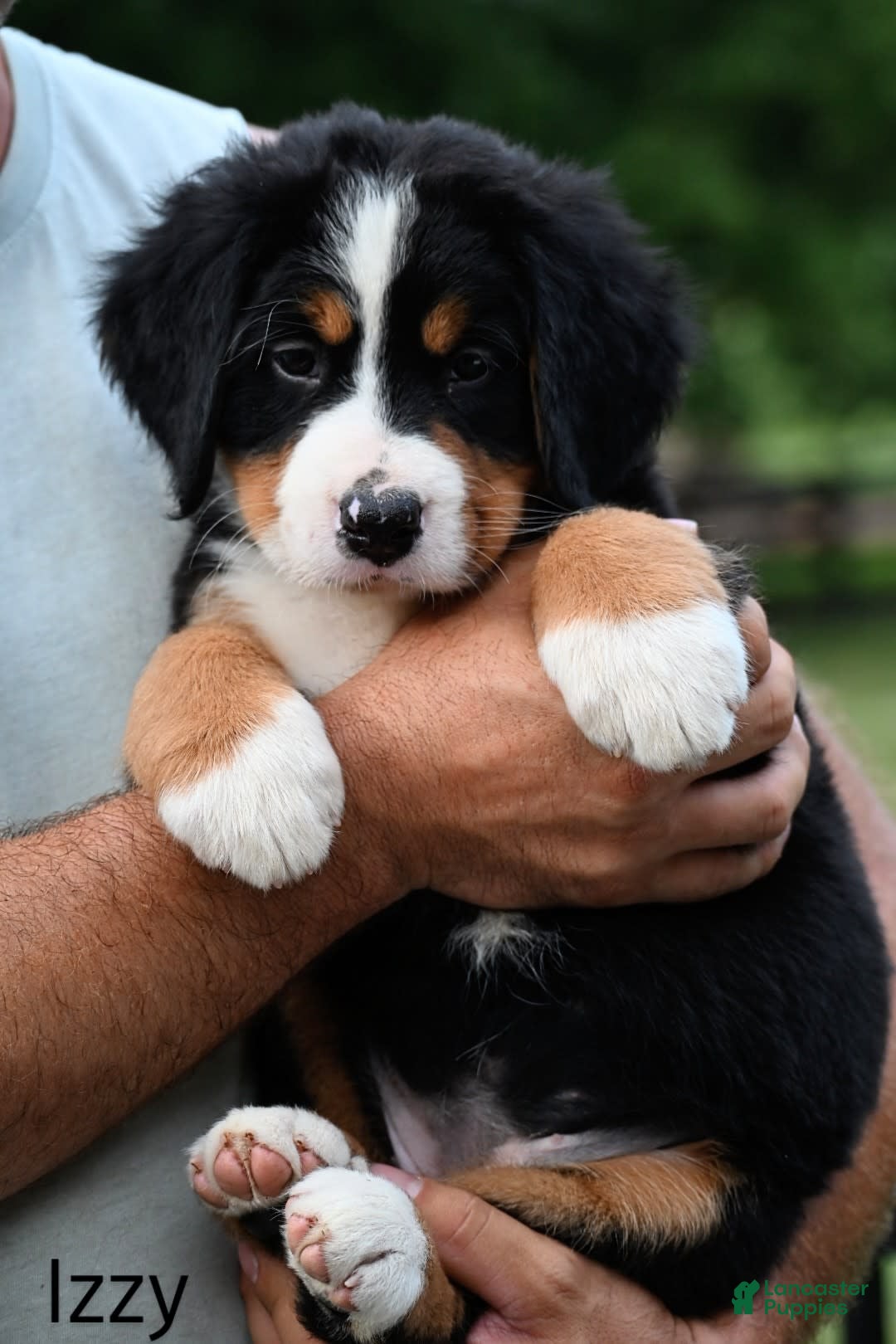 Bernese Mountain Dog dogs for sale: Izzy - Image 3