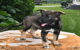 Norwegian Elkhound dogs for sale: Evan - Image 3