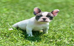 French Bulldog dogs for sale: Tilly - Image 2