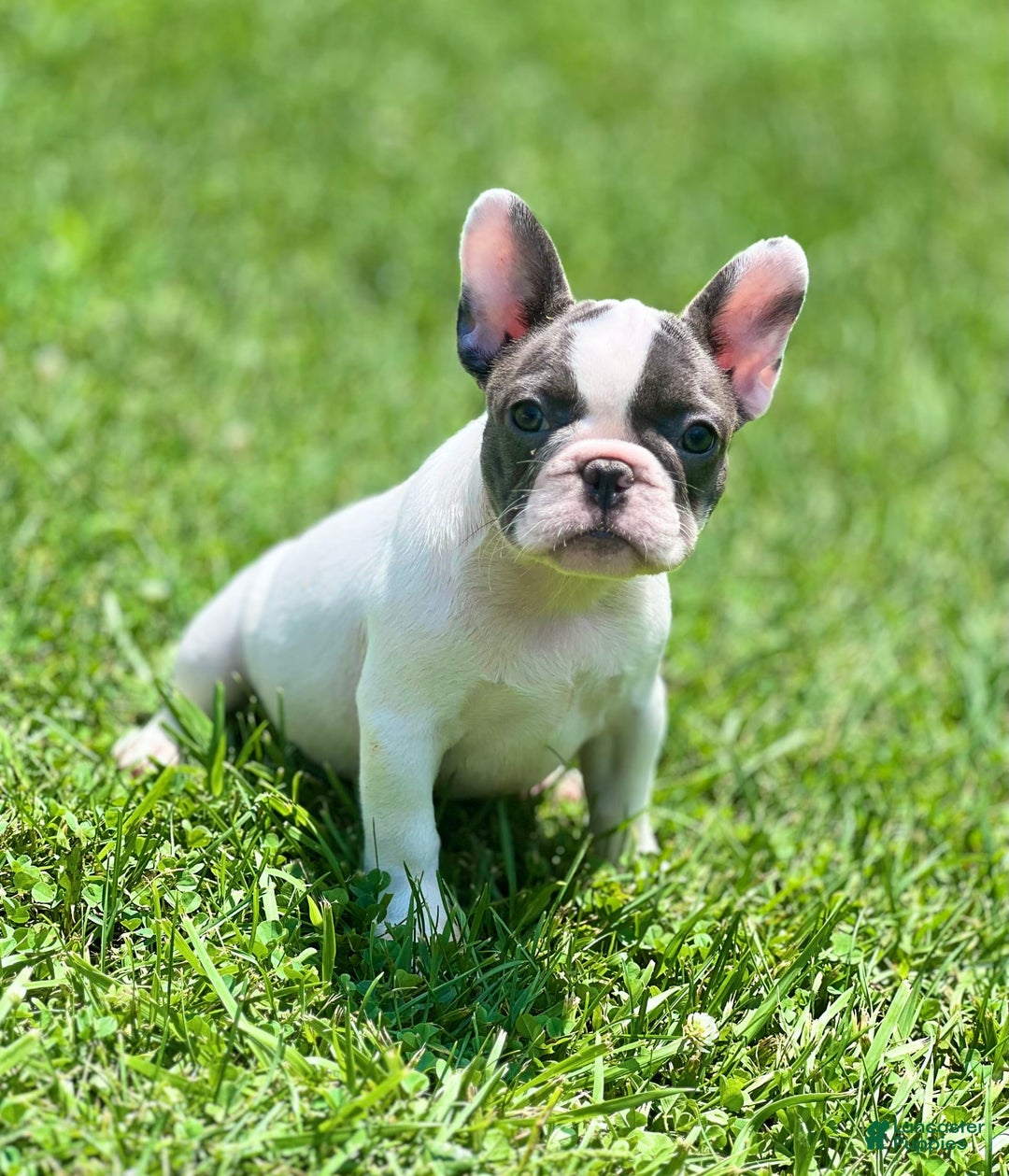 French Bulldog dogs for sale: Tilly - Image 2
