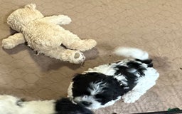 Shihpoo dogs for sale: Oscar - Image 3